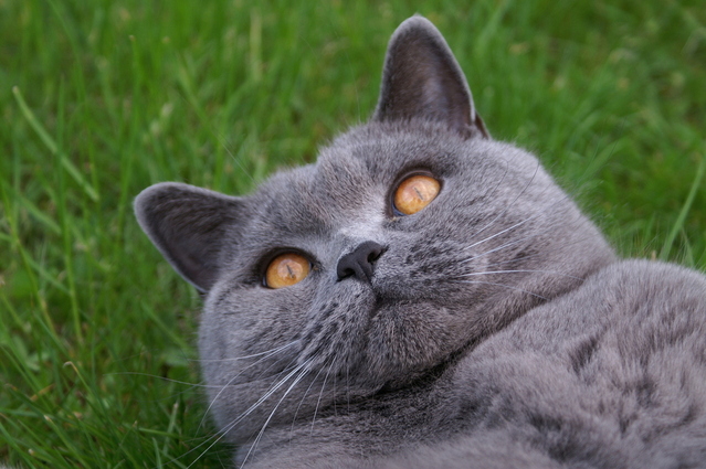 British shorthair cat