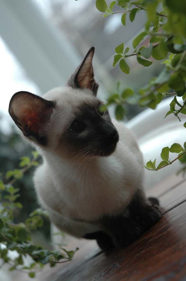 Siamese cat