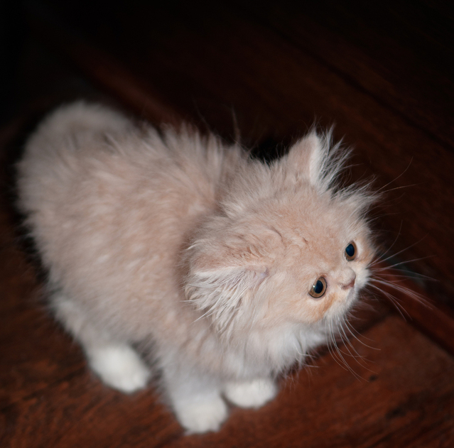Persian cat