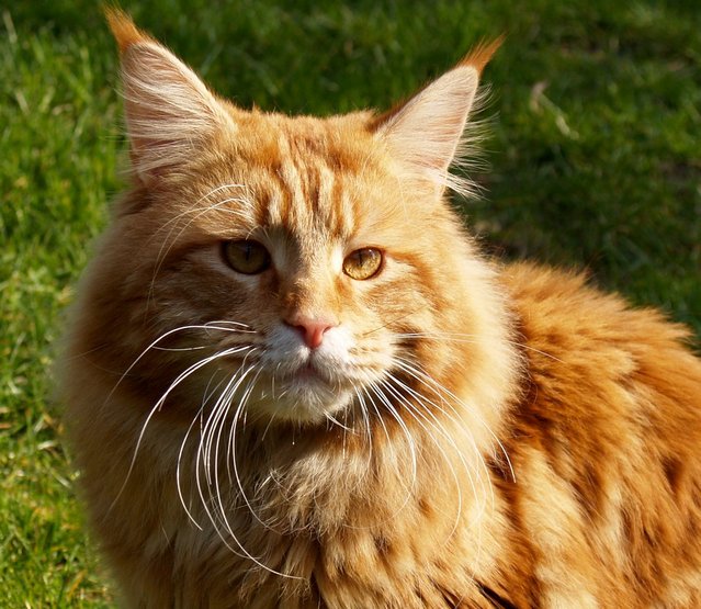 Maine coon cat