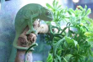 Chameleon is a fascinating lizard