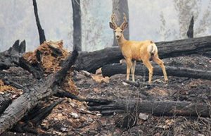 Forest fires