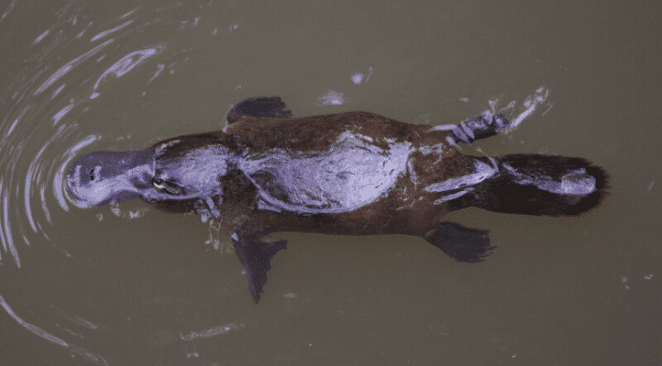 Platypus