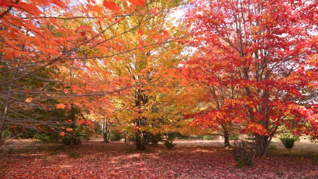 Phenology