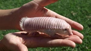 Pet