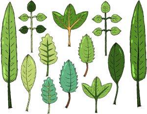 Diverse Plants diverse plants