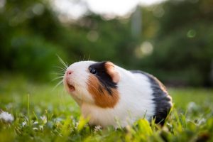 guinea pig weight loss