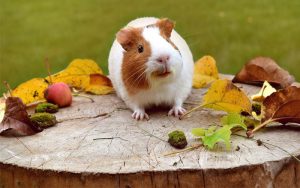 guinea pig exercise
