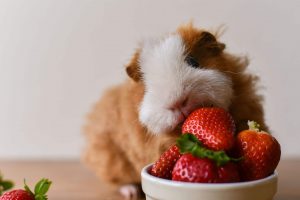 guinea pig diet