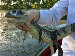 Alligators eat Alligators eat