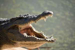 Alligators eat Alligators eat