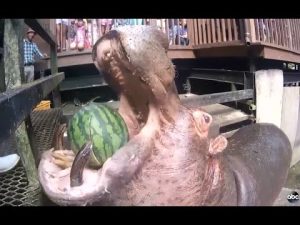 Hippo kill Hippo kill