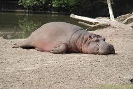Hippo kill Hippo kill