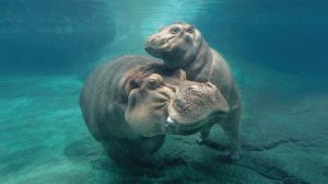 Hippo kill Hippo kill