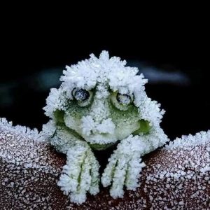 frogs freeze