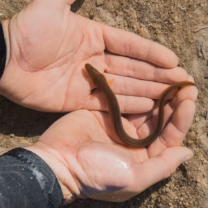 eels come from