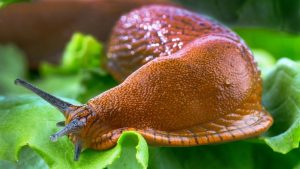 Slug slime Slug slime