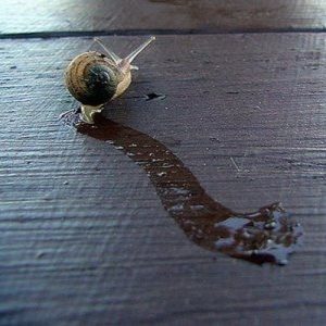 Slug slime Slug slime