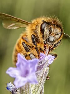 Survive a sting Survive a sting