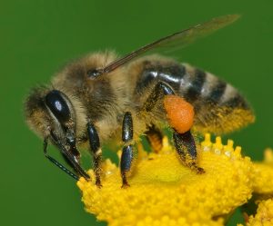Survive a sting Survive a sting