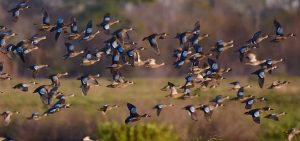 Magpies migrate Magpies migrate