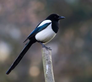 Magpies migrate Magpies migrate