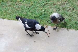 Magpies migrate Magpies migrate