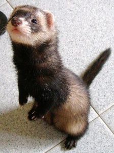 Ferrets see Ferrets see