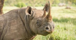 Cut rhinos horns Cut rhino horns