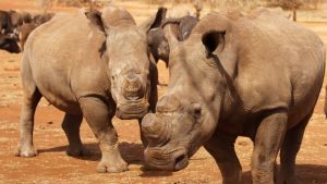 Cut rhinos horns Cut rhinos horns