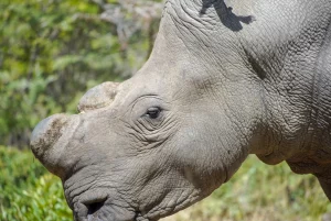 Cut rhino horns Cut rhino horns