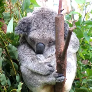 koala stupid