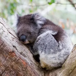 koala stupid