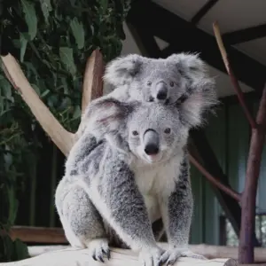 koala stupid