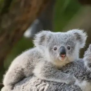 koala stupid