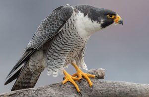 birds of prey birds of prey