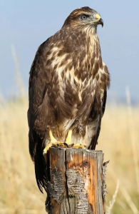 birds of prey birds of prey