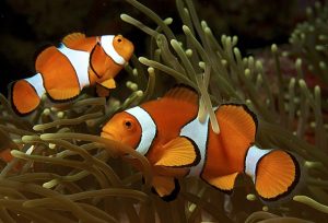 transgender fish transgender fish