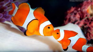 transgender fish transgender fish