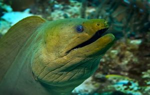 transgender fish transgender fish