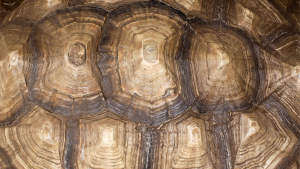 How amazing is the tortoise?