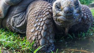 How amazing is the tortoise? How long can a tortoise live?