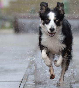 How many dog breeds are there?