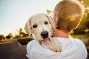 How many dog breeds are there?