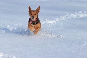 How many dog breeds are there?