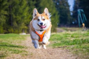 How many dog breeds are there?
