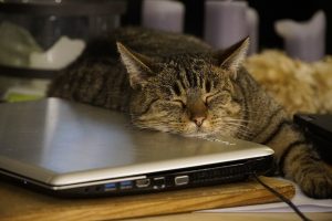 My Pet is Amazing!