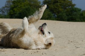 My Pet is Amazing!