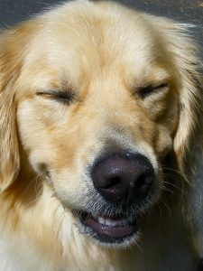 My Pet is Amazing!