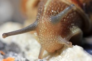 How long do snails sleep?